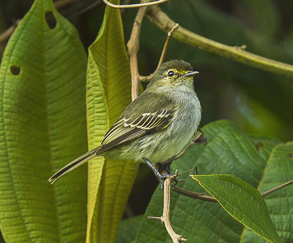 厄瓜多尔小霸鹟 / Loja Tyrannulet / Zimmerius flavidifrons