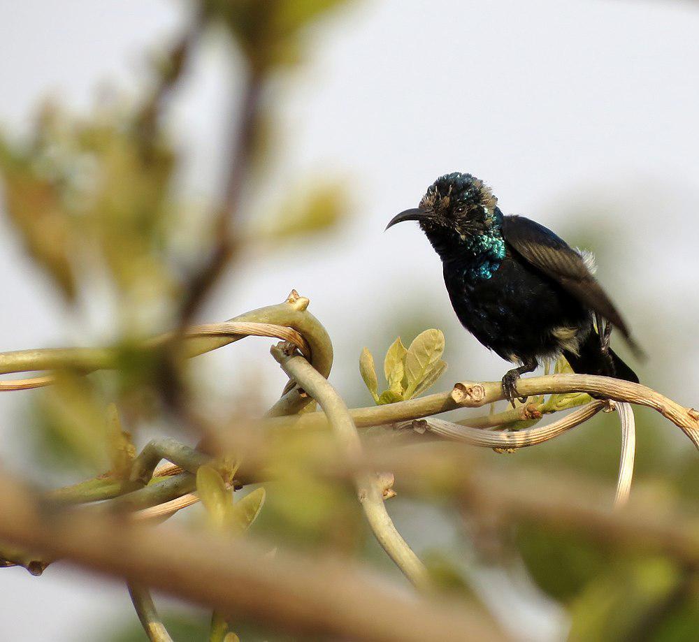 黑花蜜鸟 / Black Sunbird / Leptocoma aspasia