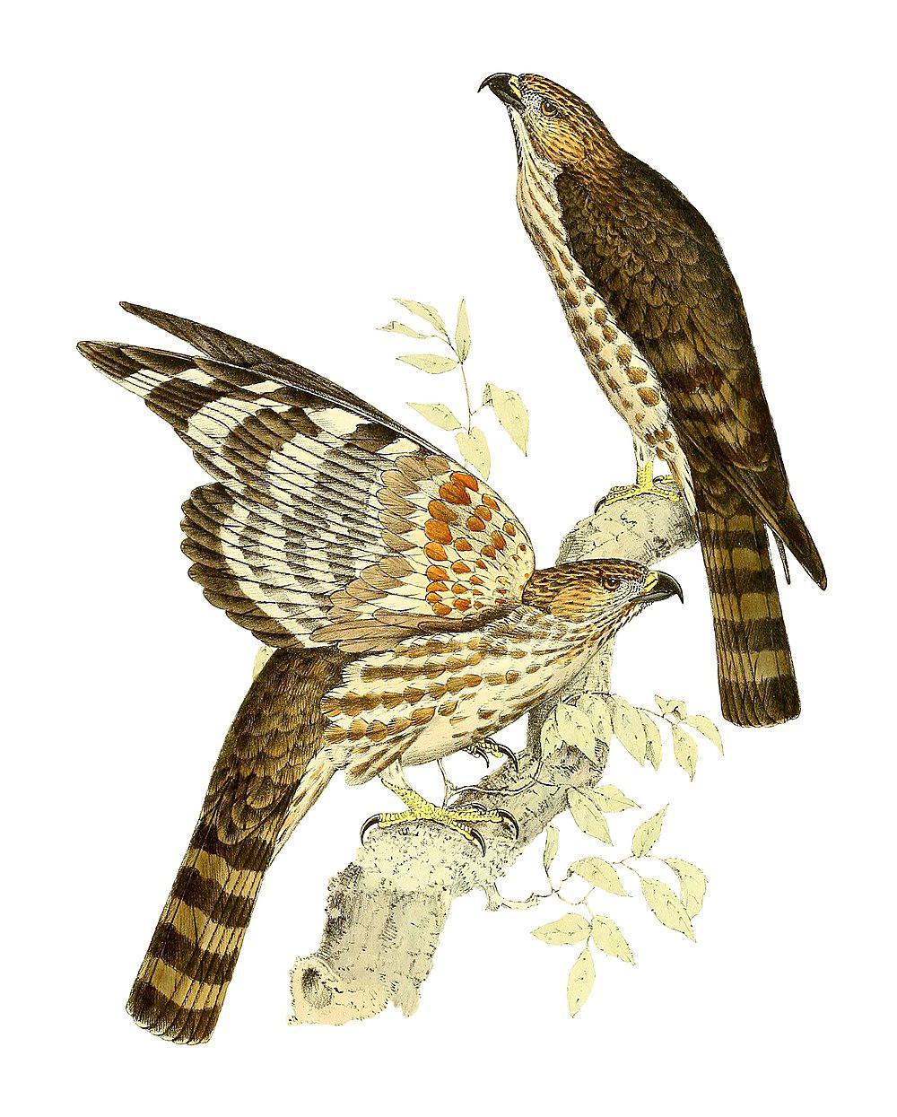 马岛鹃隼 / Madagascan Cuckoo-Hawk / Aviceda madagascariensis