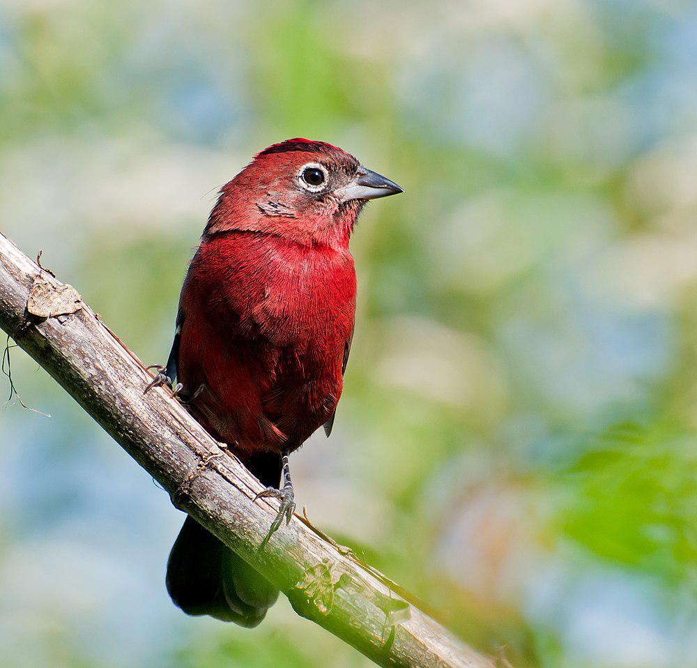红冠雀 / Red Pileated Finch / Coryphospingus cucullatus
