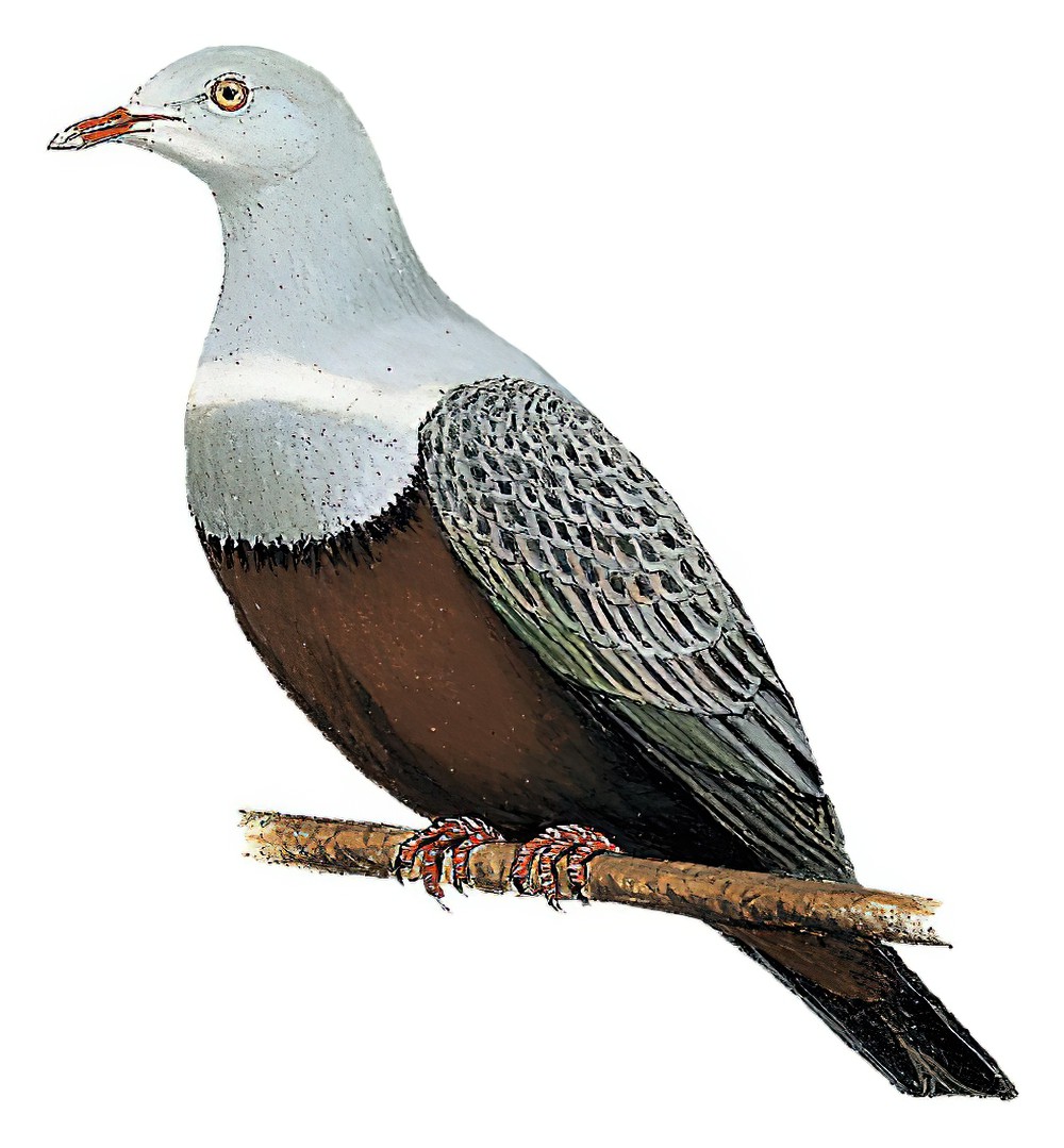 点斑皇鸠 / Spotted Imperial Pigeon / Ducula carola