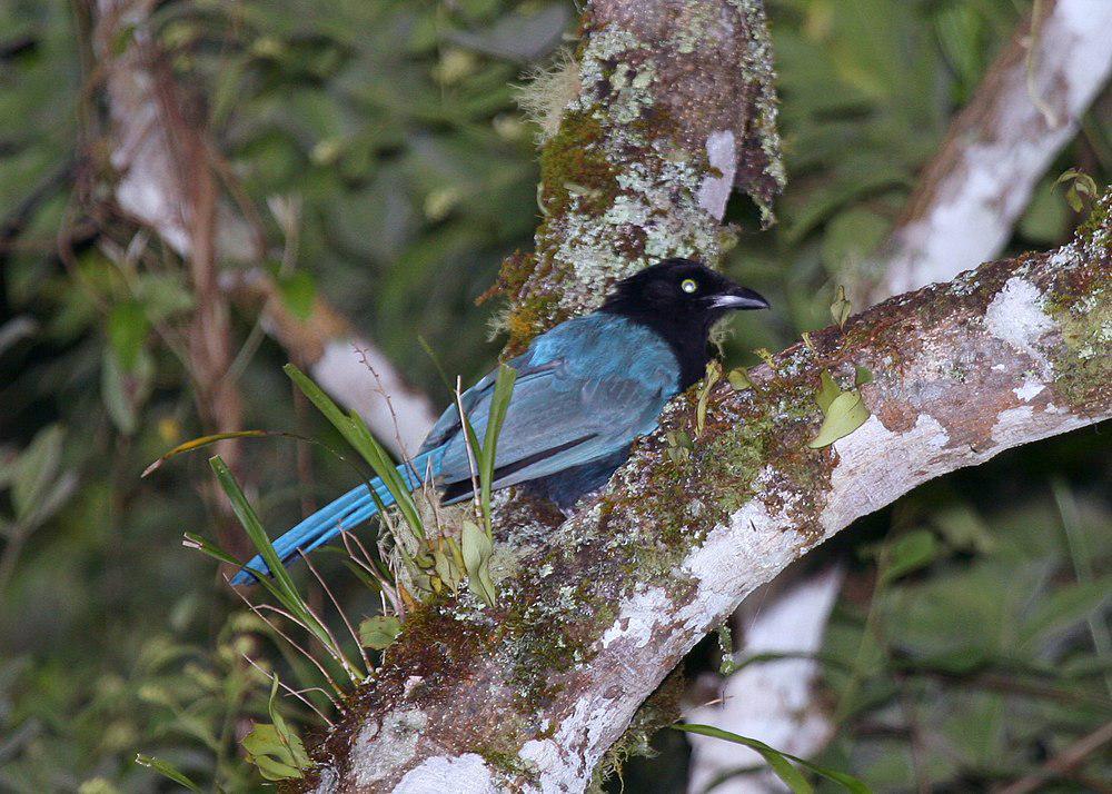 浓冠鸦 / Bushy-crested Jay / Cyanocorax melanocyaneus