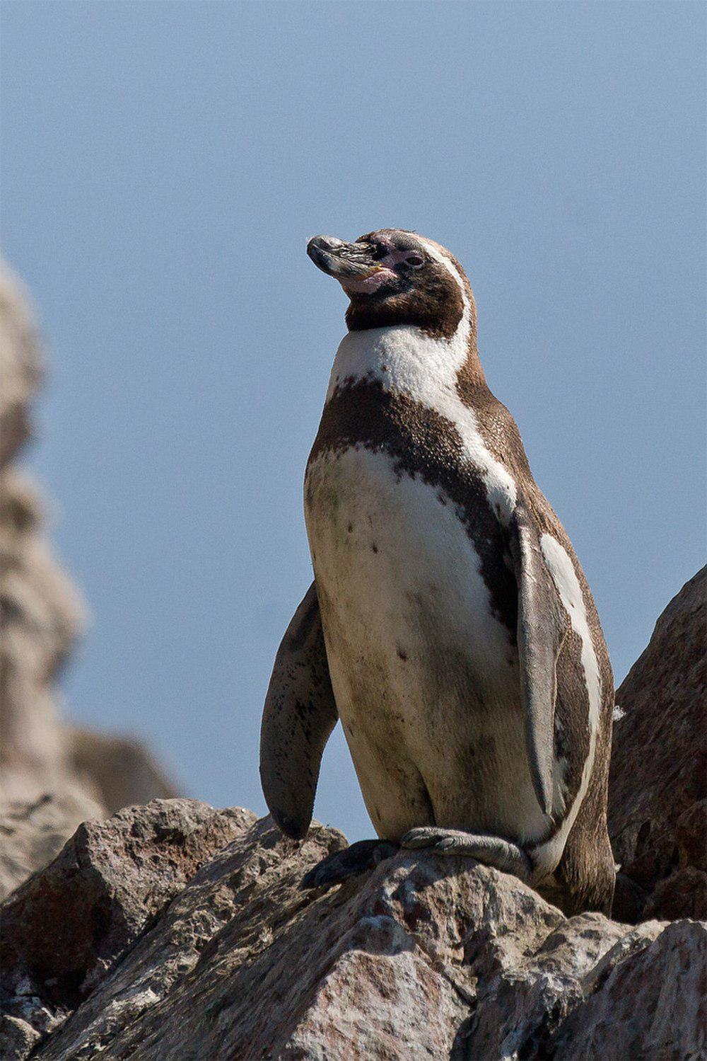 秘鲁企鹅 / Humboldt Penguin / Spheniscus humboldti
