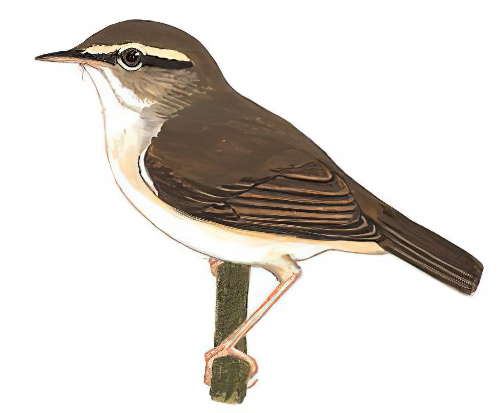 淡脚树莺 / Pale-footed Bush Warbler / Urosphena pallidipes
