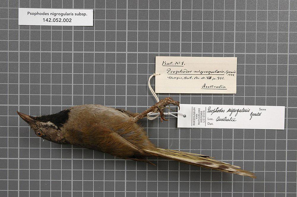 黑喉啸冠鸫 / Black-throated Whipbird / Psophodes nigrogularis