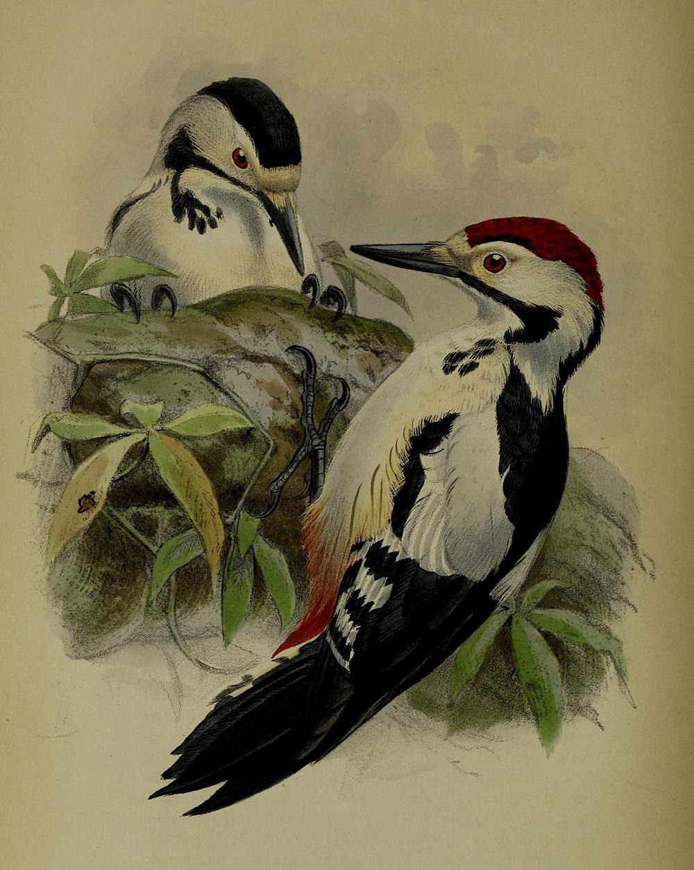信德啄木鸟 / Sind Woodpecker / Dendrocopos assimilis