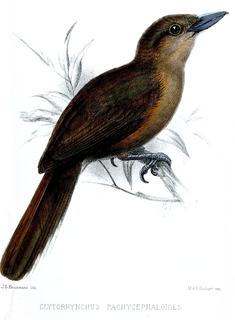 南鵙嘴鹟 / Southern Shrikebill / Clytorhynchus pachycephaloides