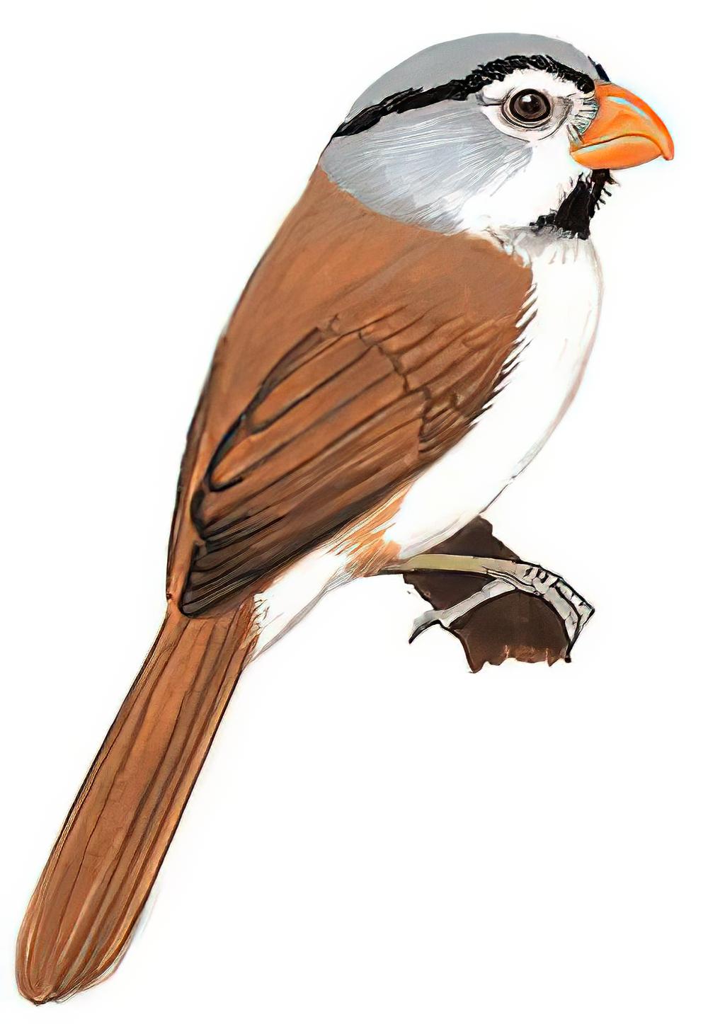 灰头鸦雀 / Grey-headed Parrotbill / Psittiparus gularis