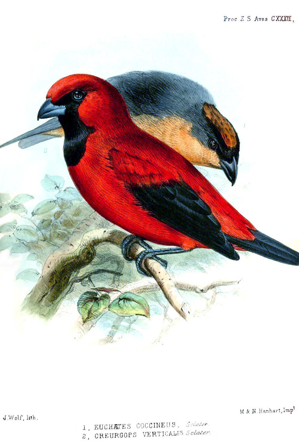 棕冠唐纳雀 / Rufous-crested Tanager / Creurgops verticalis