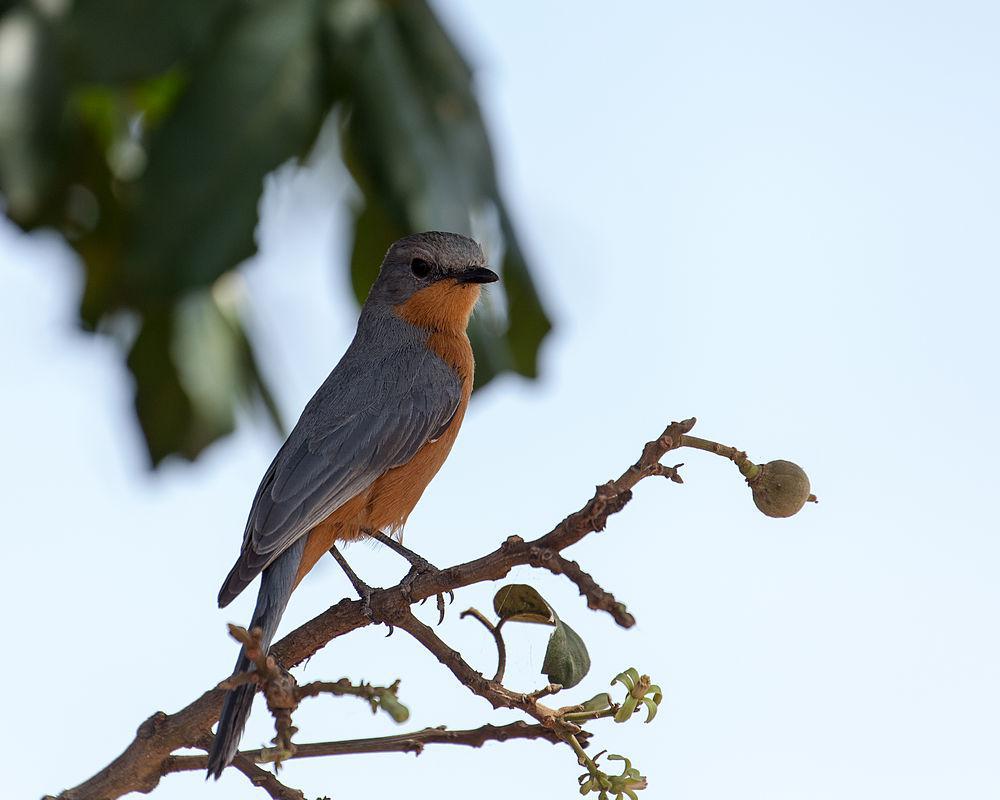 银鹟 / Silverbird / Empidornis semipartitus