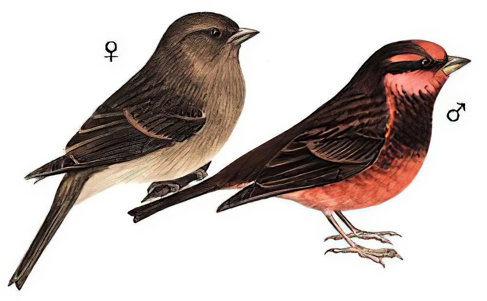 暗胸朱雀 / Dark-breasted Rosefinch / Procarduelis nipalensis