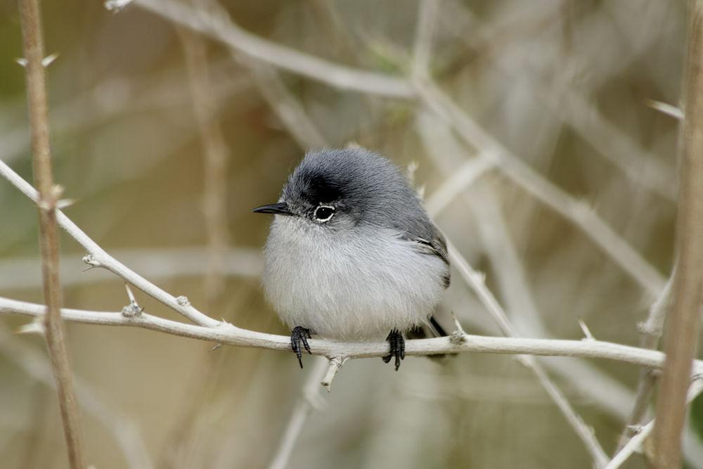 灰蓝蚋莺 / Blue-grey Gnatcatcher / Polioptila caerulea