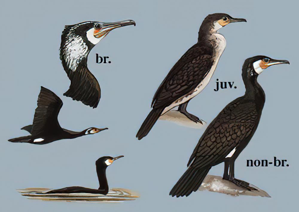 普通鸬鹚 / Great Cormorant / Phalacrocorax carbo