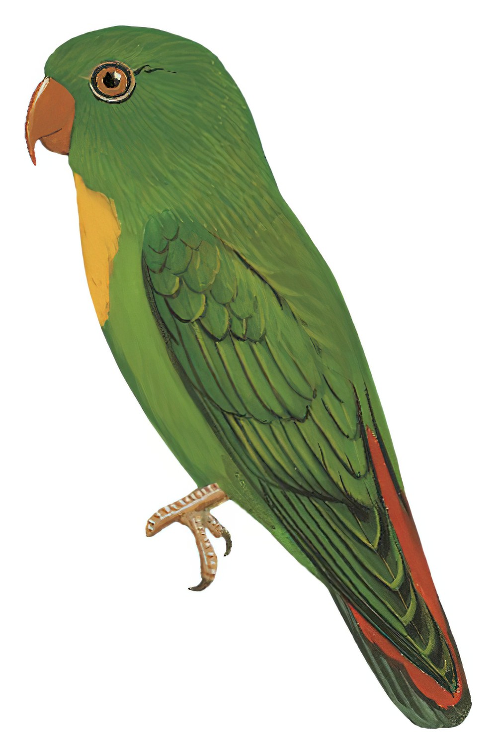 黄喉短尾鹦鹉 / Yellow-throated Hanging Parrot / Loriculus pusillus