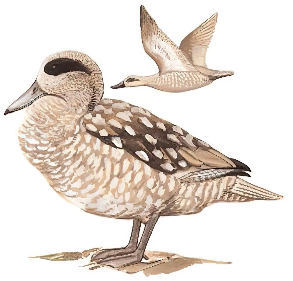 云石斑鸭 / Marbled Duck / Marmaronetta angustirostris