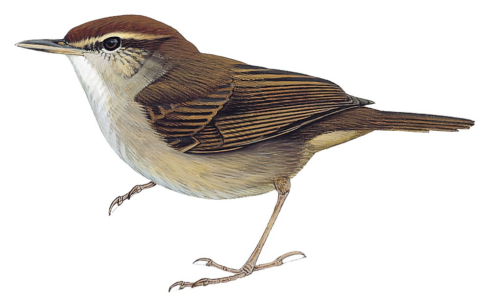 台岛树莺 / Tanimbar Bush Warbler / Horornis carolinae