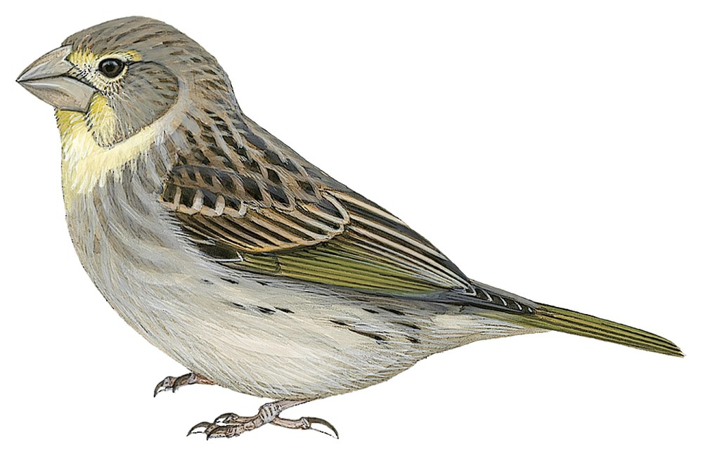 黄喉黄雀鹀 / Sulphur-throated Finch / Sicalis taczanowskii
