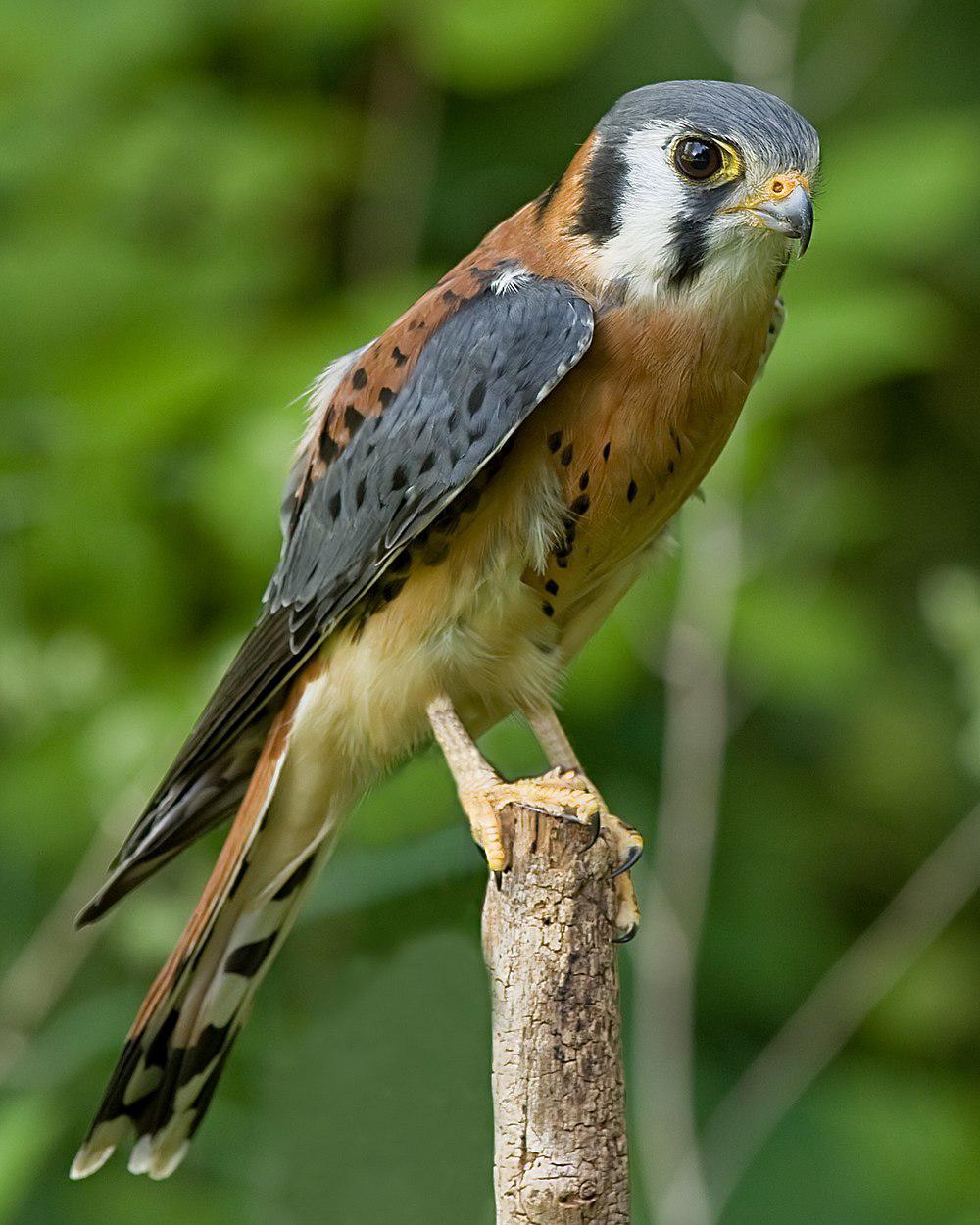 美洲隼 / American Kestrel / Falco sparverius