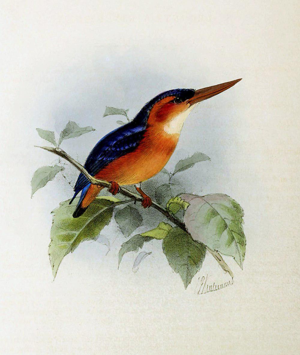 红头小翠鸟 / African Dwarf Kingfisher / Ispidina lecontei