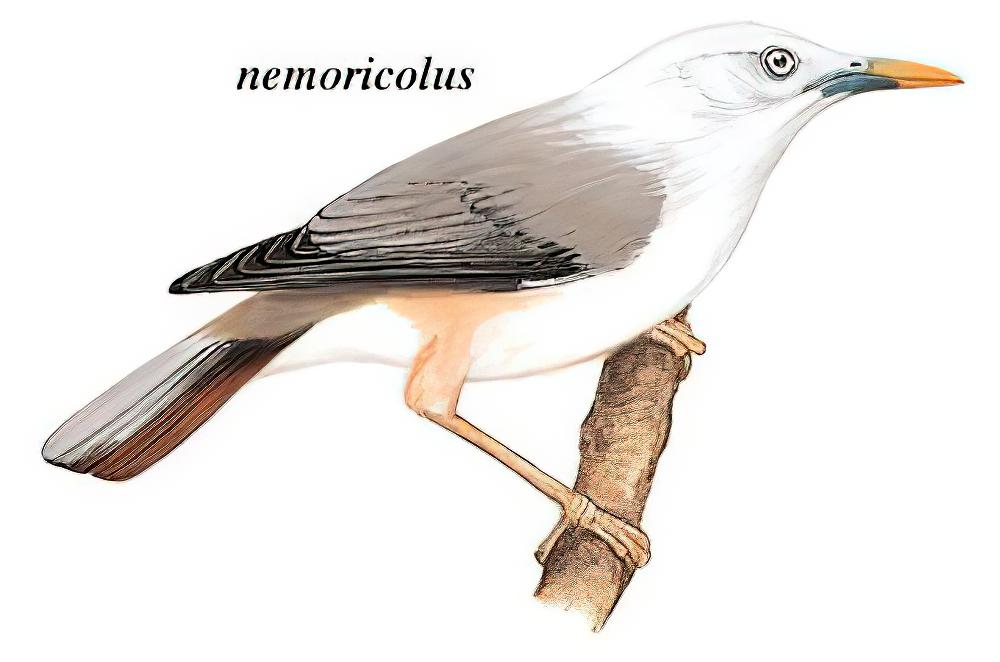 灰头椋鸟 / Chestnut-tailed Starling / Sturnia malabarica