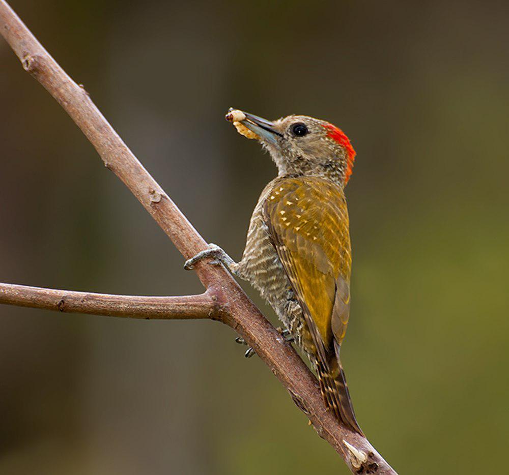 小啄木鸟 / Little Woodpecker / Veniliornis passerinus