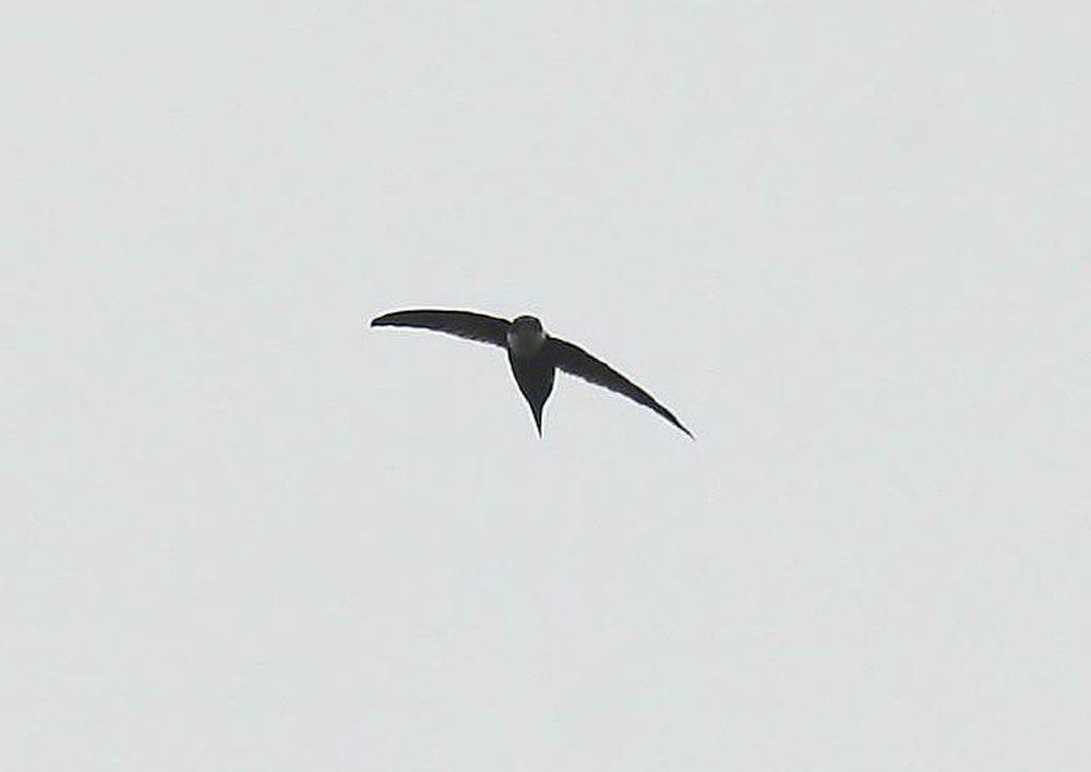 小燕尾雨燕 / Lesser Swallow-tailed Swift / Panyptila cayennensis