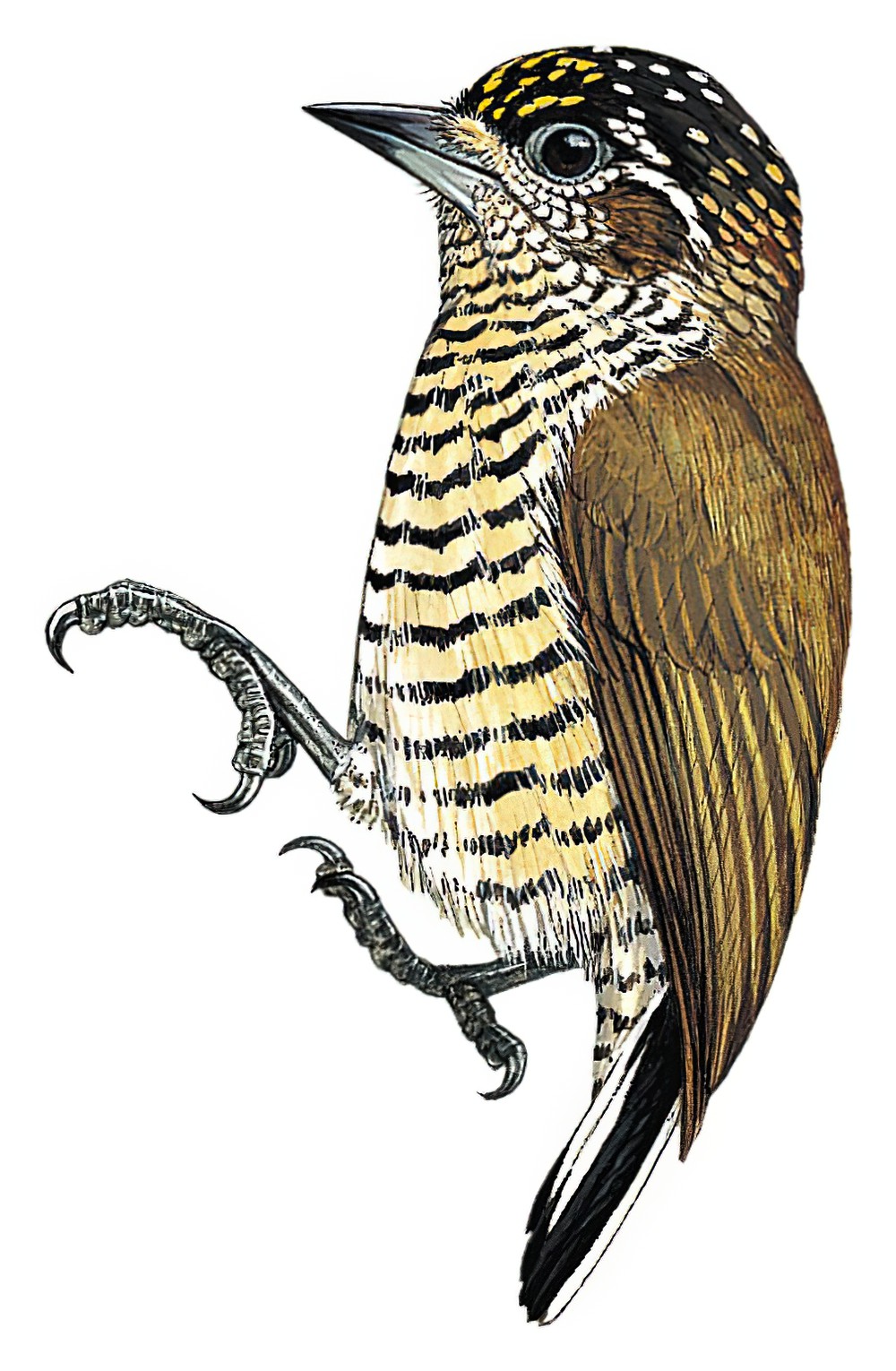 奥里姬啄木鸟 / Orinoco Piculet / Picumnus pumilus