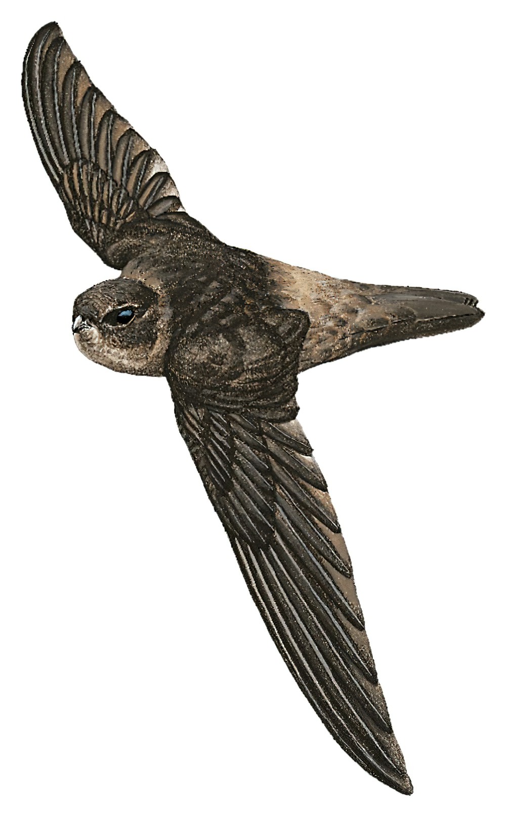 马克萨金丝燕 / Marquesan Swiftlet / Aerodramus ocistus