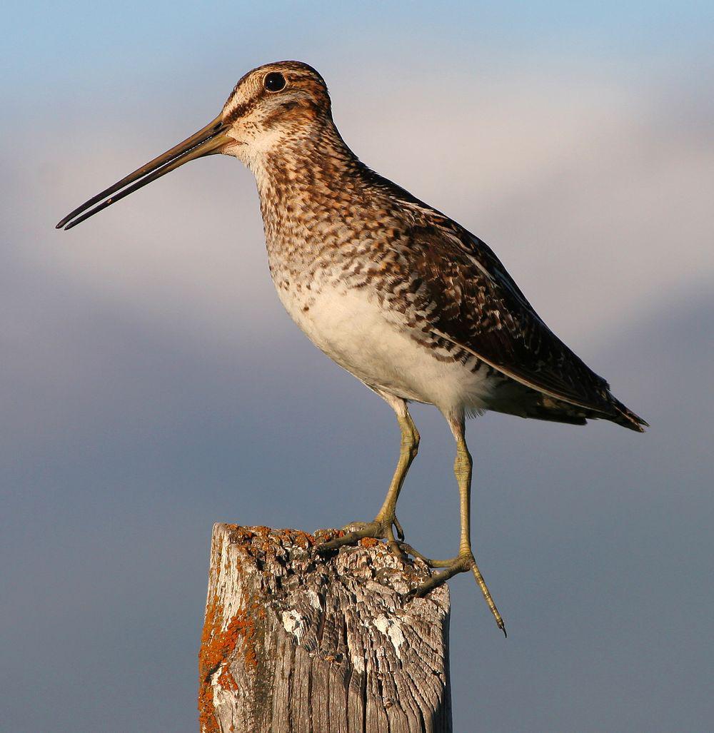 美洲沙锥 / Wilson\'s Snipe / Gallinago delicata