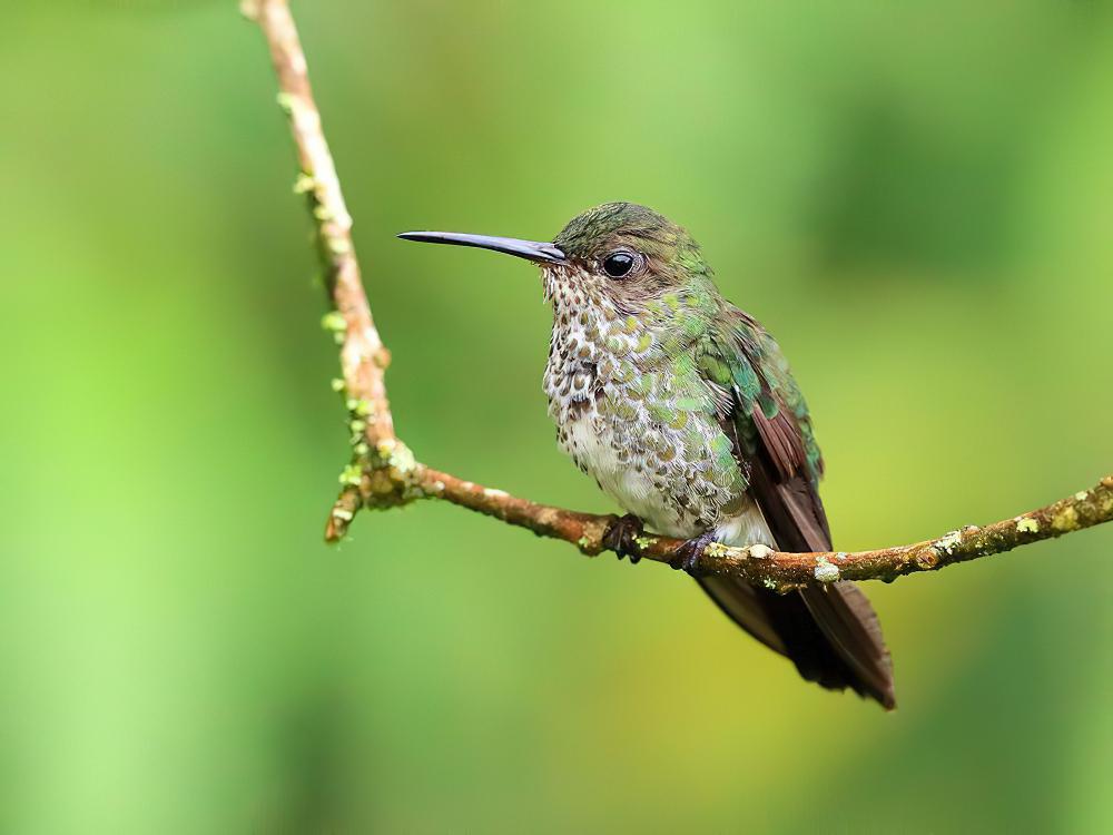点斑蜂鸟 / Many-spotted Hummingbird / Taphrospilus hypostictus