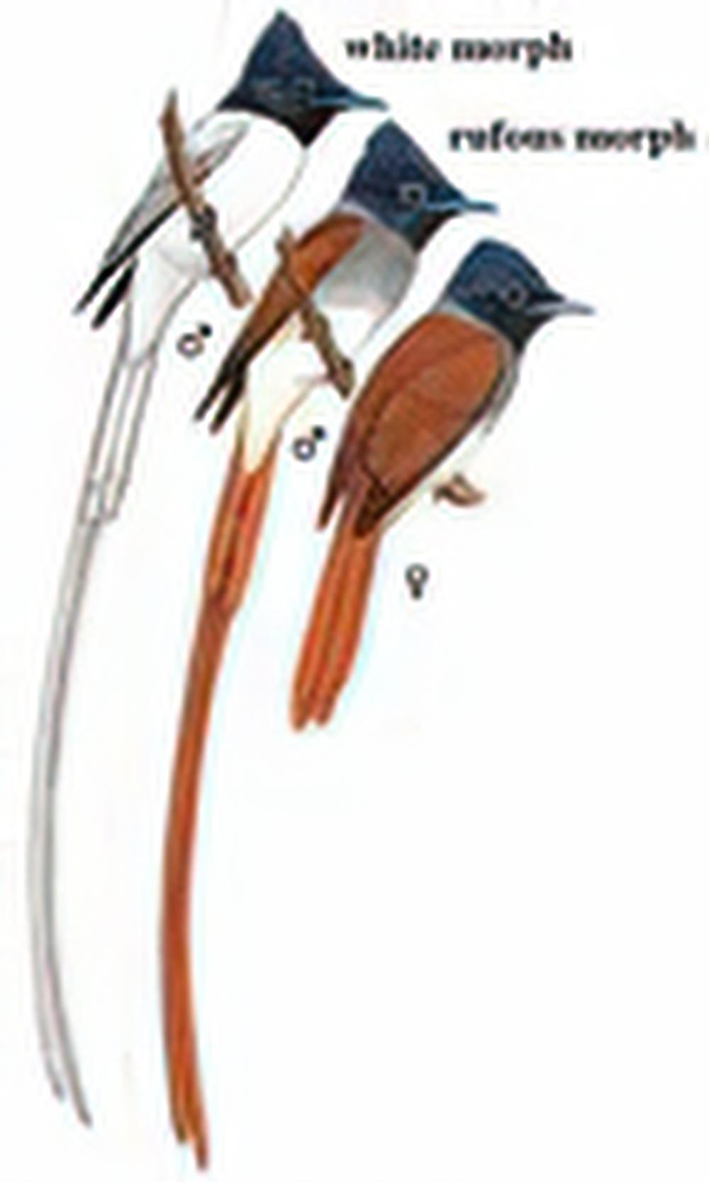 寿带[鸟] / Asian Paradise-Flycatcher