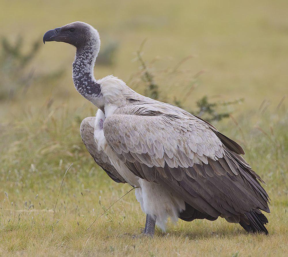 非洲白背兀鹫 / White-backed Vulture / Gyps africanus