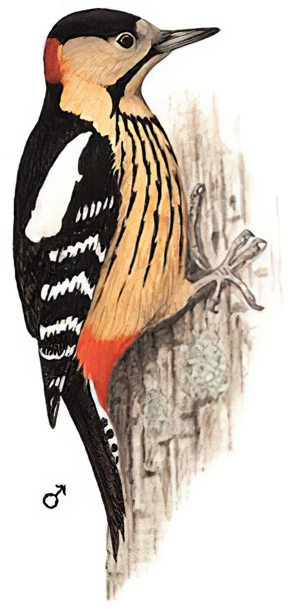 黄颈啄木鸟 / Darjeeling Woodpecker / Dendrocopos darjellensis