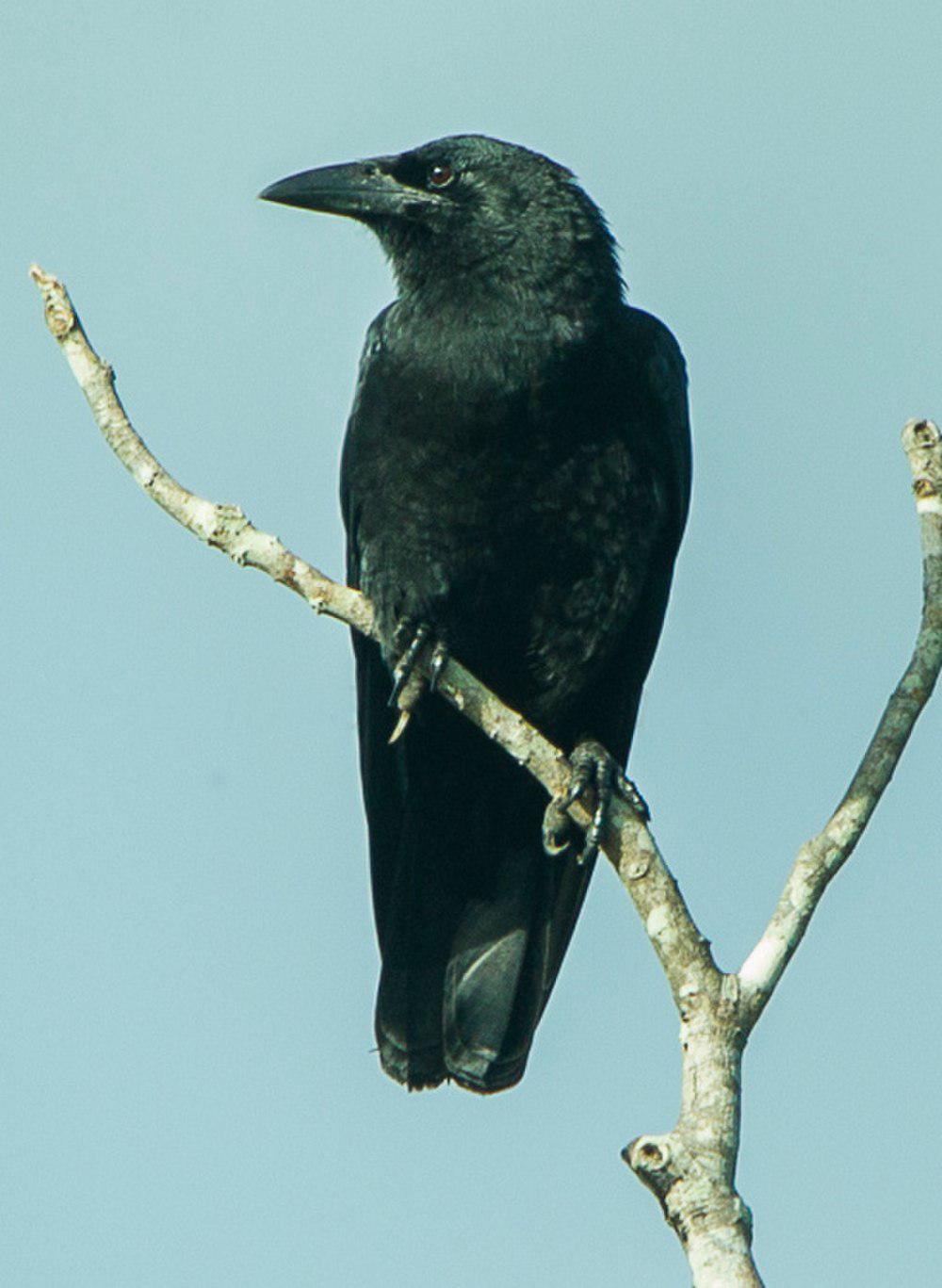 古巴鸦 / Cuban Crow / Corvus nasicus