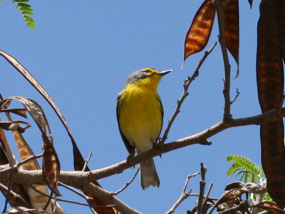 黄腹灰林莺 / Adelaide\'s Warbler / Setophaga adelaidae