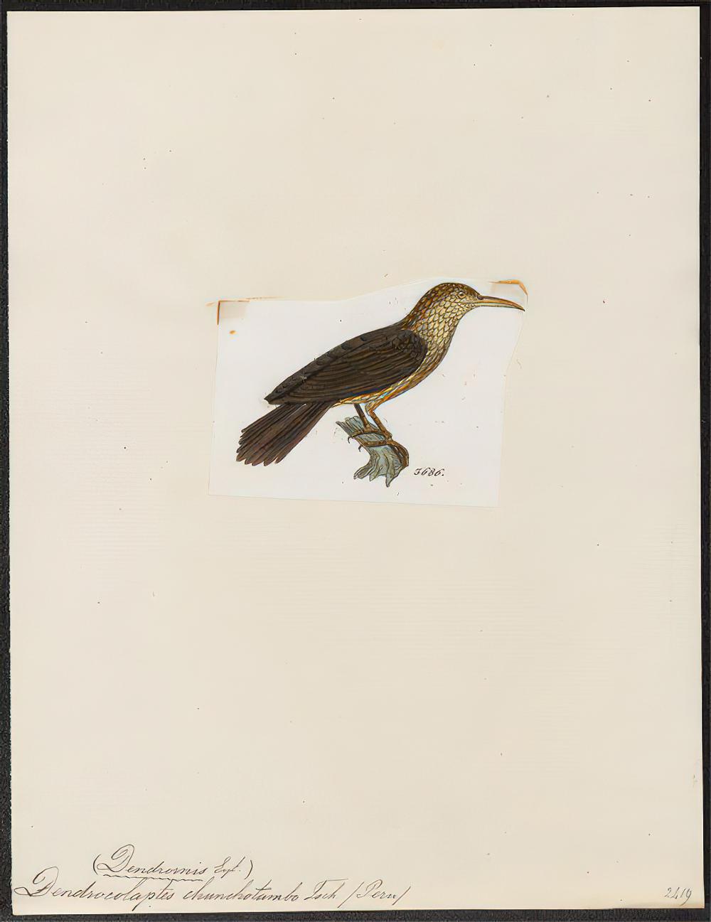 舒氏䴕雀 / Tschudi\'s Woodcreeper / Xiphorhynchus chunchotambo