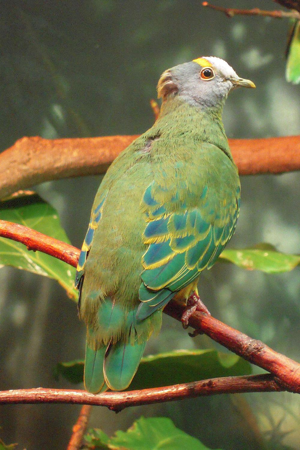 小紫顶果鸠 / Coroneted Fruit Dove / Ptilinopus coronulatus