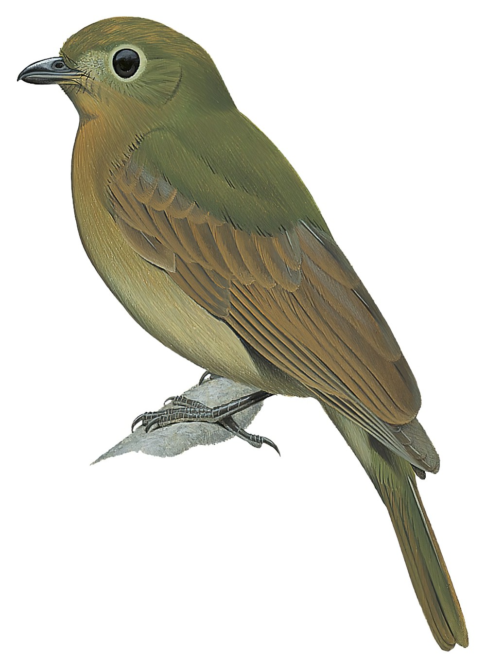 拟鸫希夫霸鹟 / Brown-winged Schiffornis / Schiffornis turdina