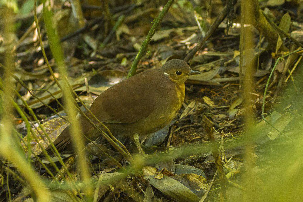 褐拟鹑 / Brown Mesite / Mesitornis unicolor