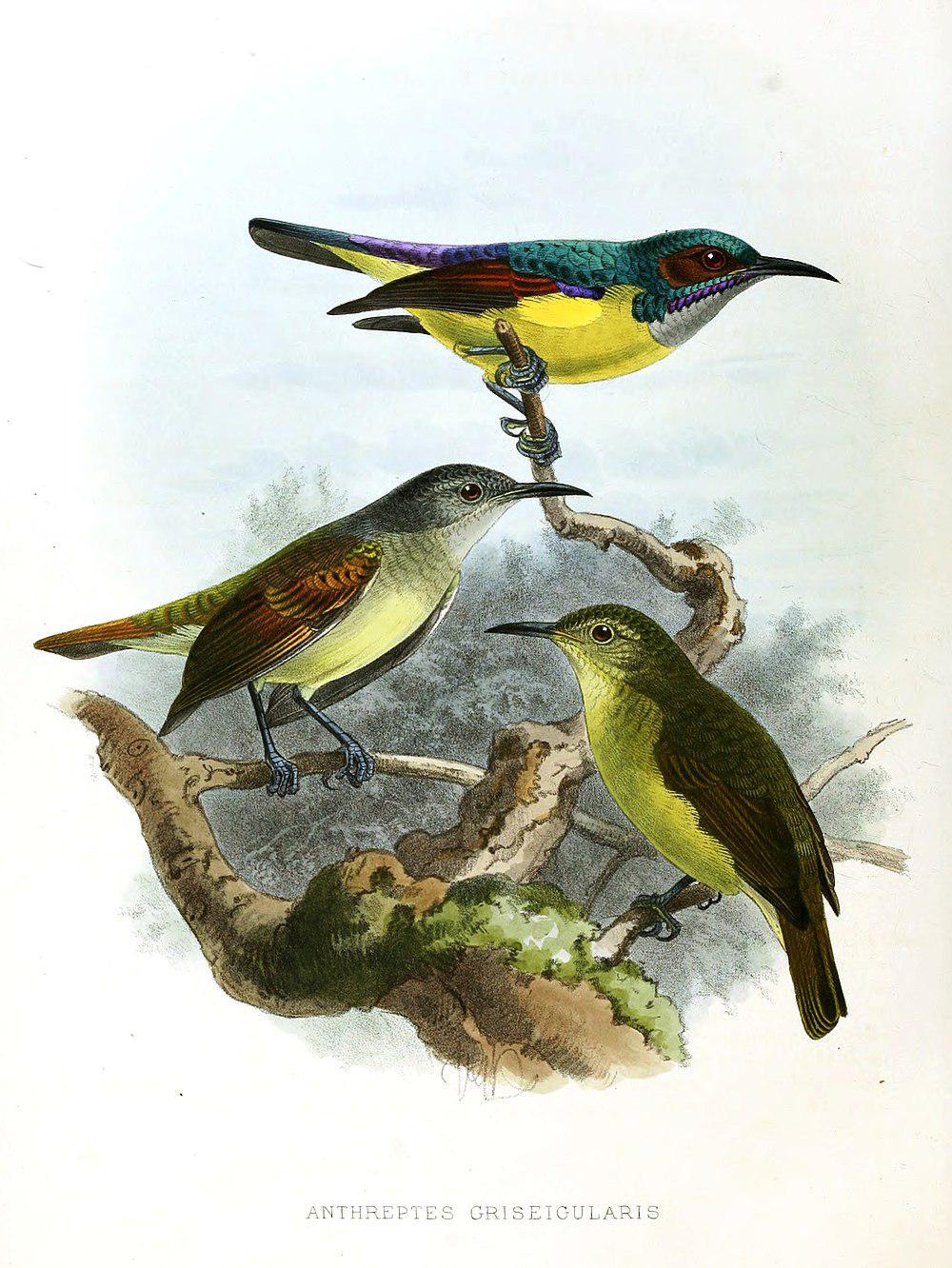 灰喉食蜜鸟 / Grey-throated Sunbird / Anthreptes griseigularis