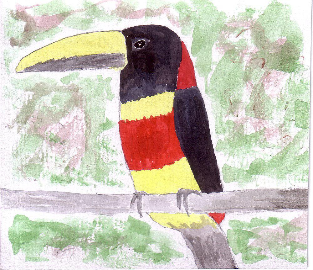 红颈簇舌巨嘴鸟 / Red-necked Aracari / Pteroglossus bitorquatus