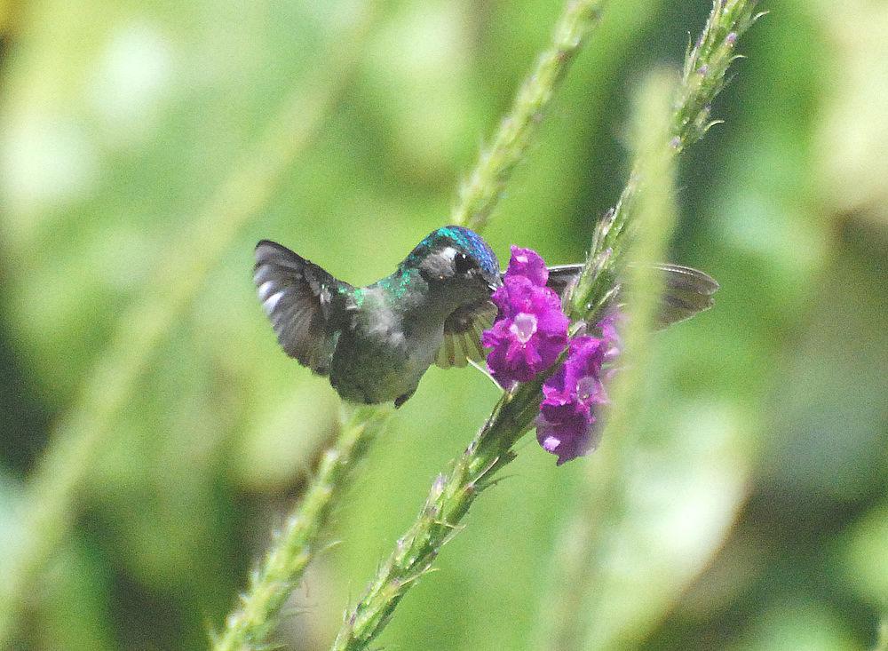 紫头蜂鸟 / Violet-headed Hummingbird / Klais guimeti