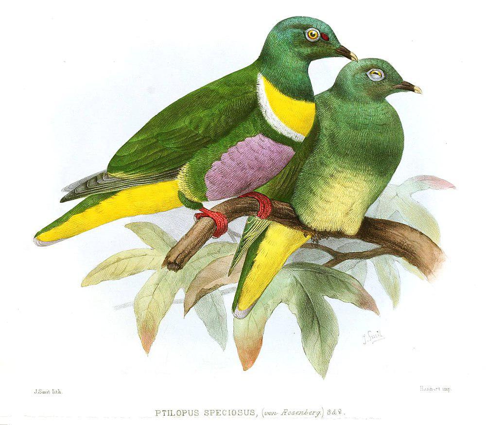 黄胸果鸠 / Yellow-bibbed Fruit Dove / Ptilinopus solomonensis