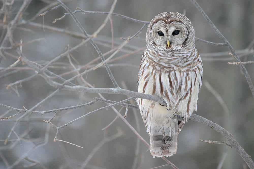 横斑林鸮 / Barred Owl / Strix varia