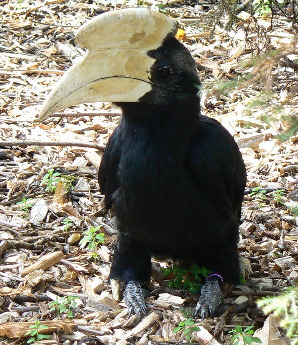 黑斑犀鸟 / Black Hornbill / Anthracoceros malayanus