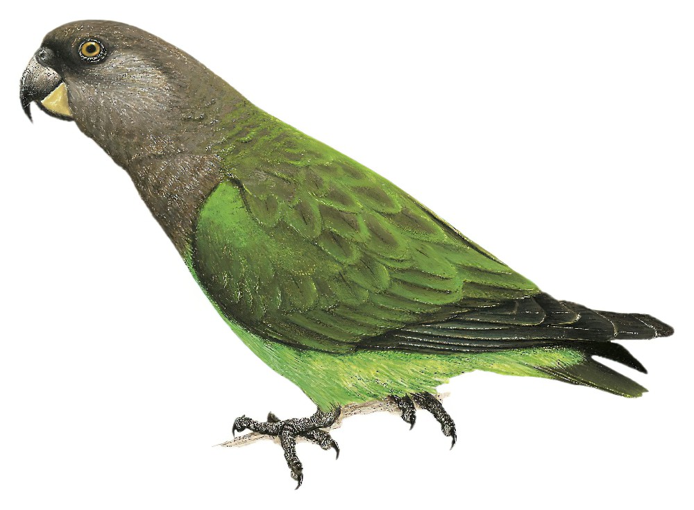 尼安鹦鹉 / Niam-niam Parrot / Poicephalus crassus