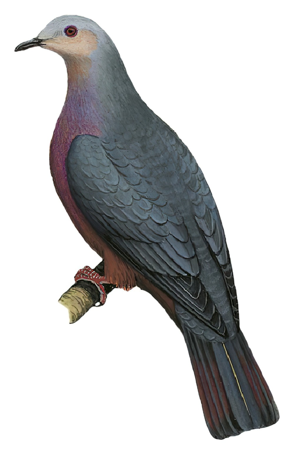 栗腹皇鸠 / Chestnut-bellied Imperial Pigeon / Ducula brenchleyi