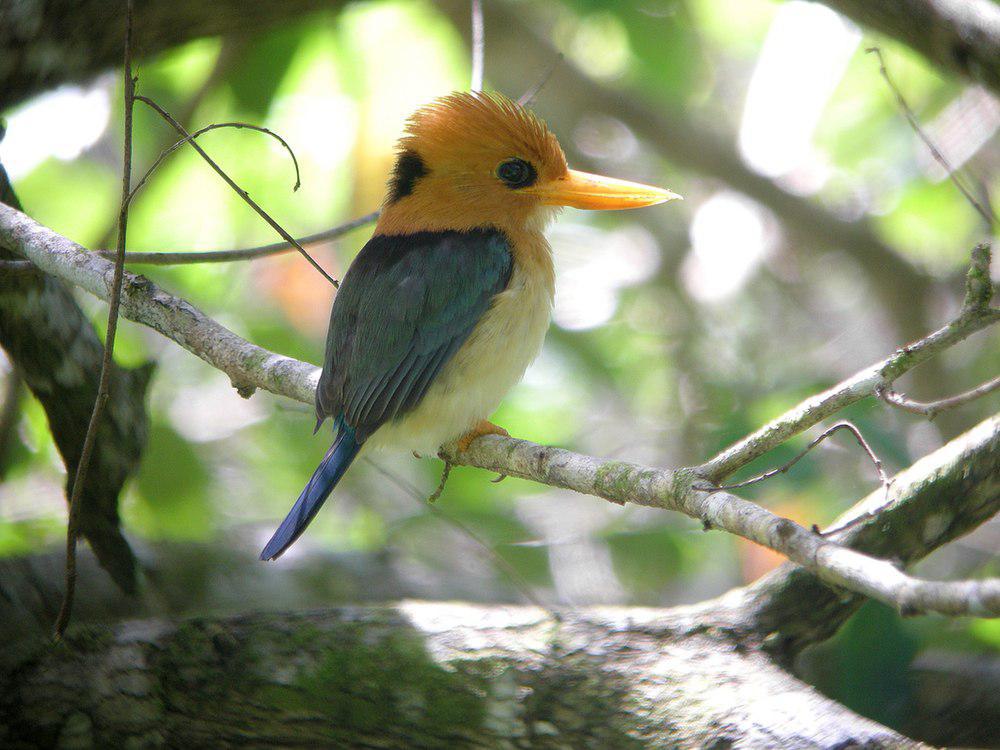 黄嘴翡翠 / Yellow-billed Kingfisher / Syma torotoro