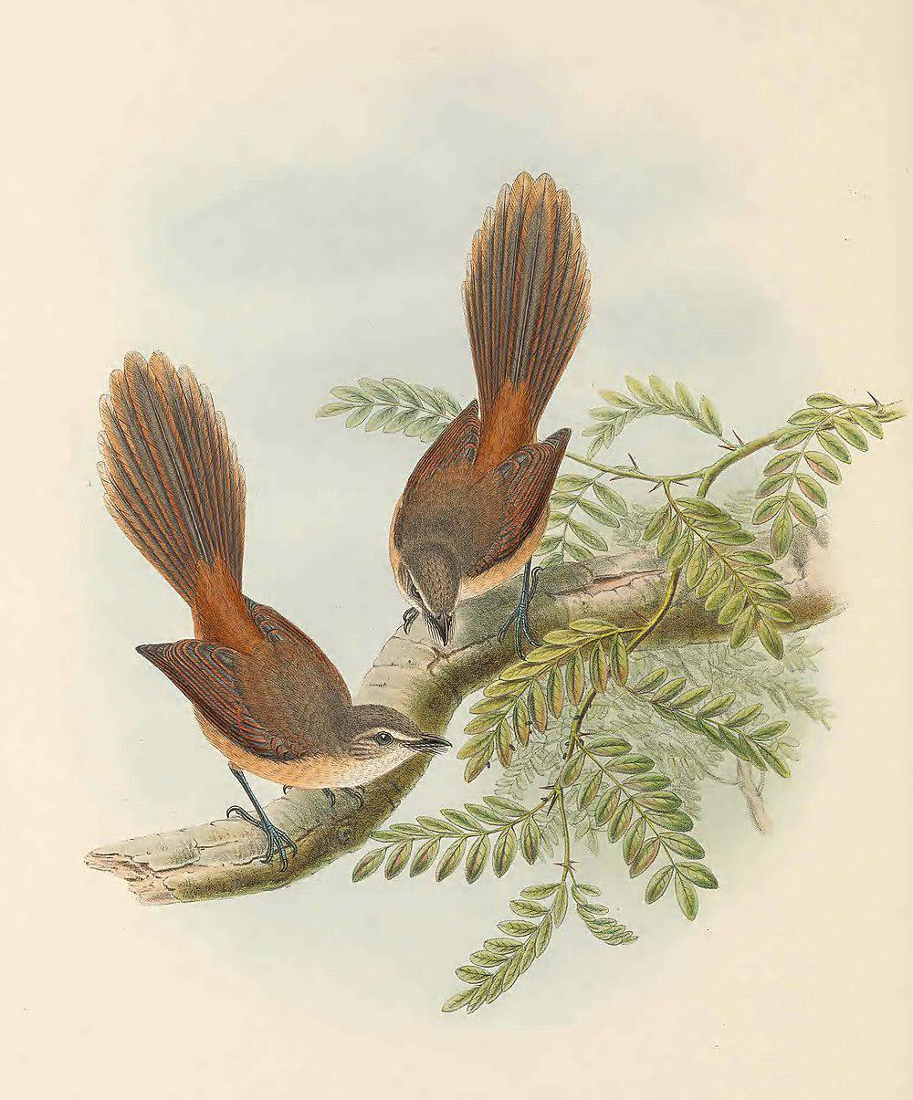 红背扇尾鹟 / Long-tailed Fantail / Rhipidura opistherythra