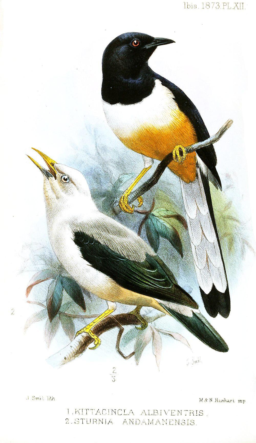 安达曼鹊鸲 / Andaman Shama / Copsychus albiventris
